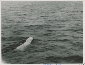 Image of Polar Bear off Baffin Island